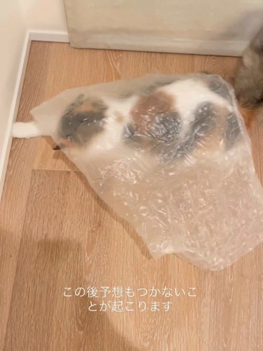 ビニールのシートの下にいる猫