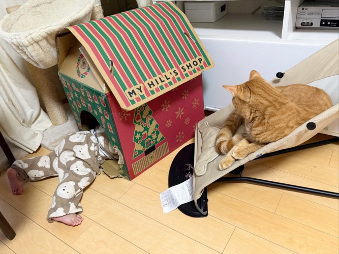 キャットハウスの赤ちゃんとバウンサーにのる猫