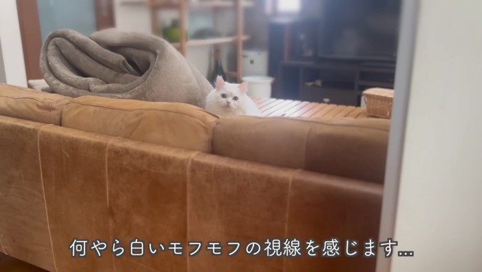 ソファから視線を送るシロちゃん