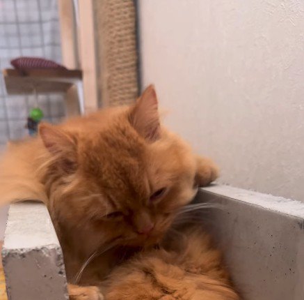 毛づくろいをする猫