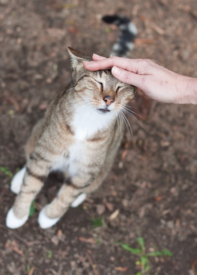 後足で立って頭をなでられている猫