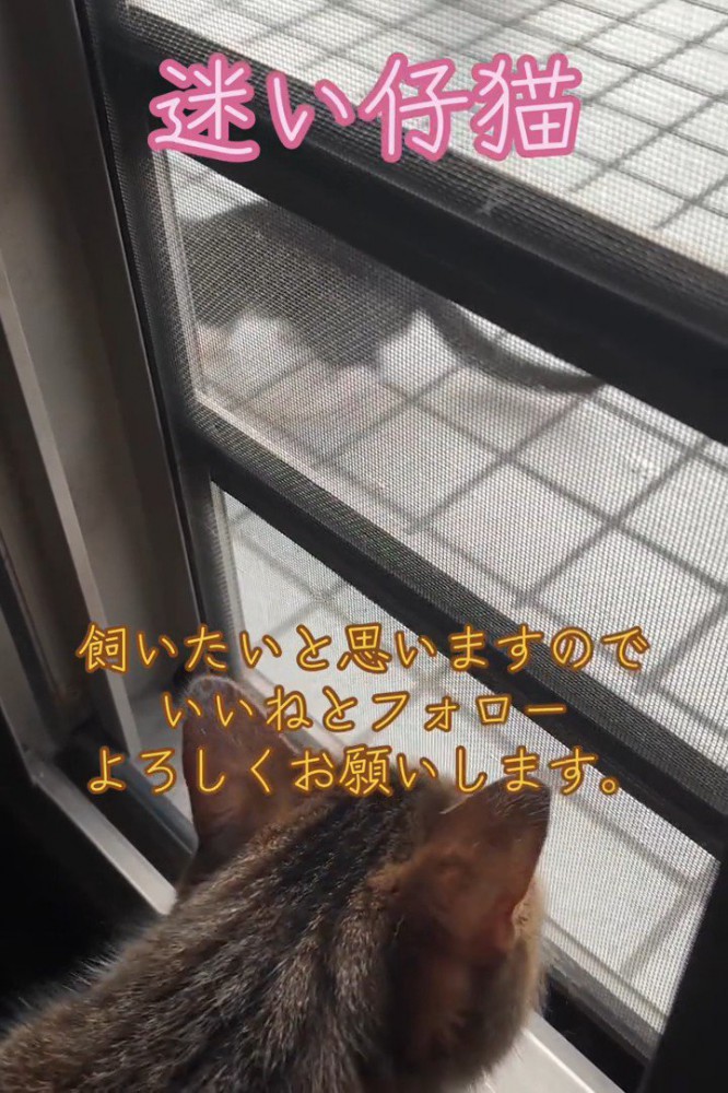 外を見る猫の後頭部
