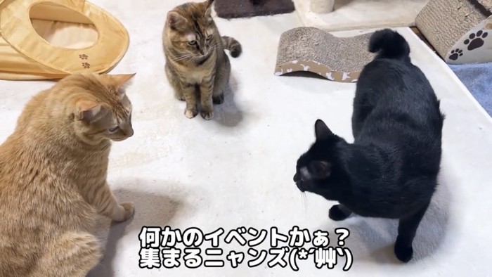 部屋の中で過ごす猫