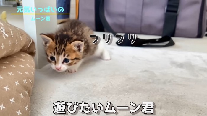 何かを狙う子猫