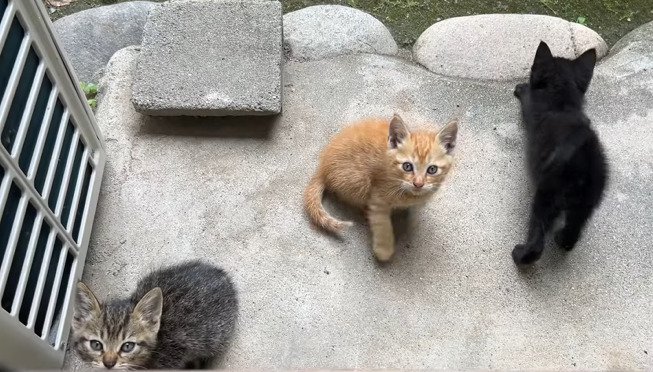 カメラの方を見上げる子猫たち