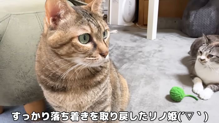 ボール遊びを楽しむリノ姫