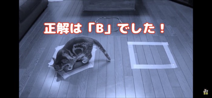 枠の中に入ってにおいを嗅ぐ猫