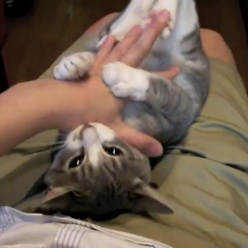 飼い主さんの手を甘噛みする猫の写真2