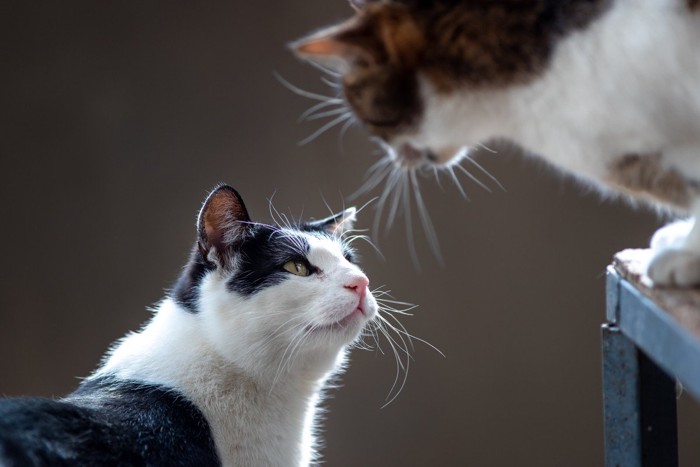 牽制しあう猫たち