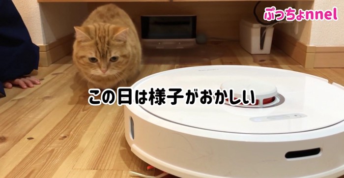 いつもと違う猫