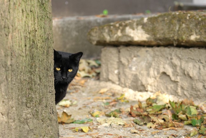 木の陰からこちらを見る猫