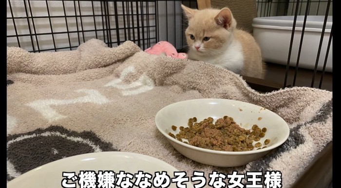 ケージの中の猫