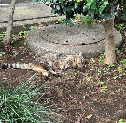 土の上で横たわっている猫