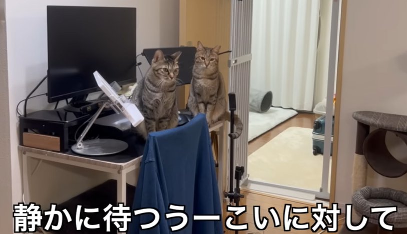 机の上で並ぶ2匹の猫