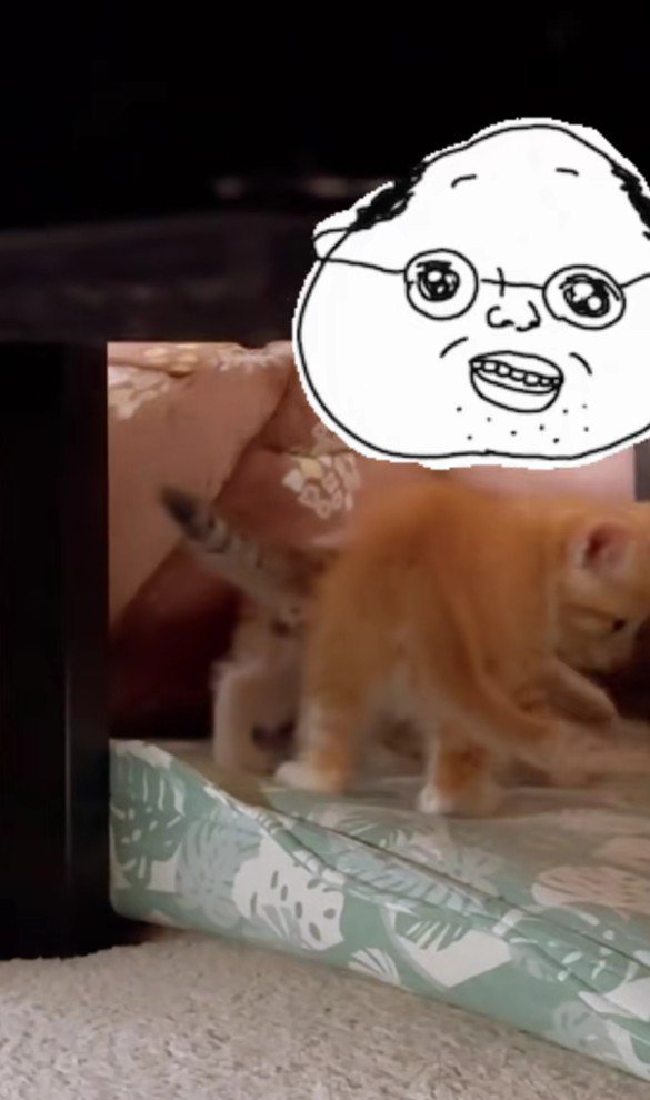 飼い主さんと子猫たち