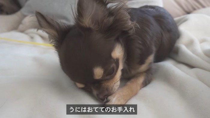 手のお手入れをする犬