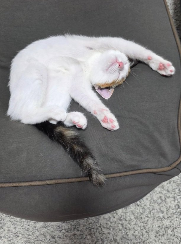 バンザイ寝する猫