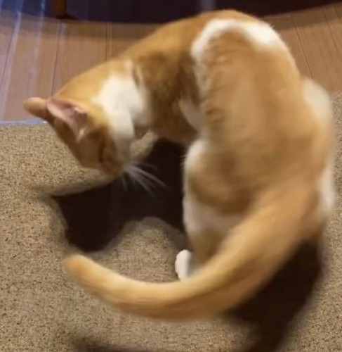 回る猫の写真1