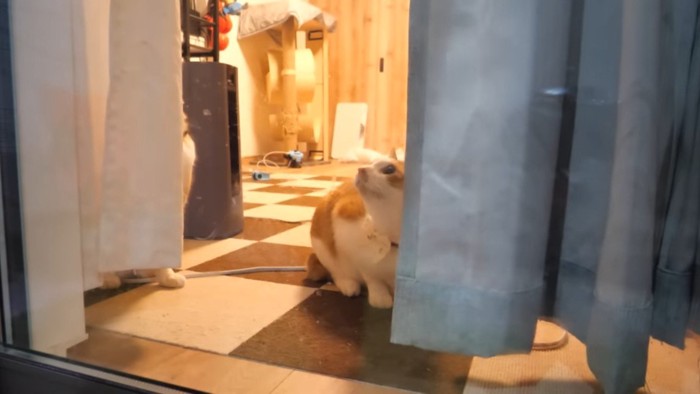 見上げるチップくん