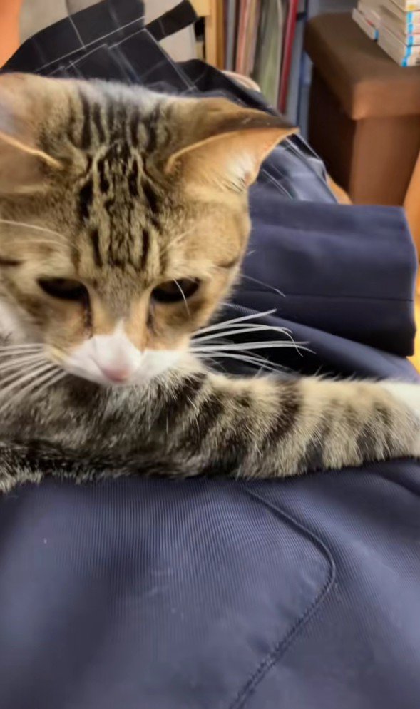 制服を押さえ込む猫