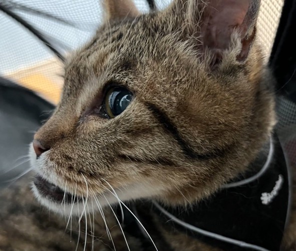 しゃくれている猫の顔