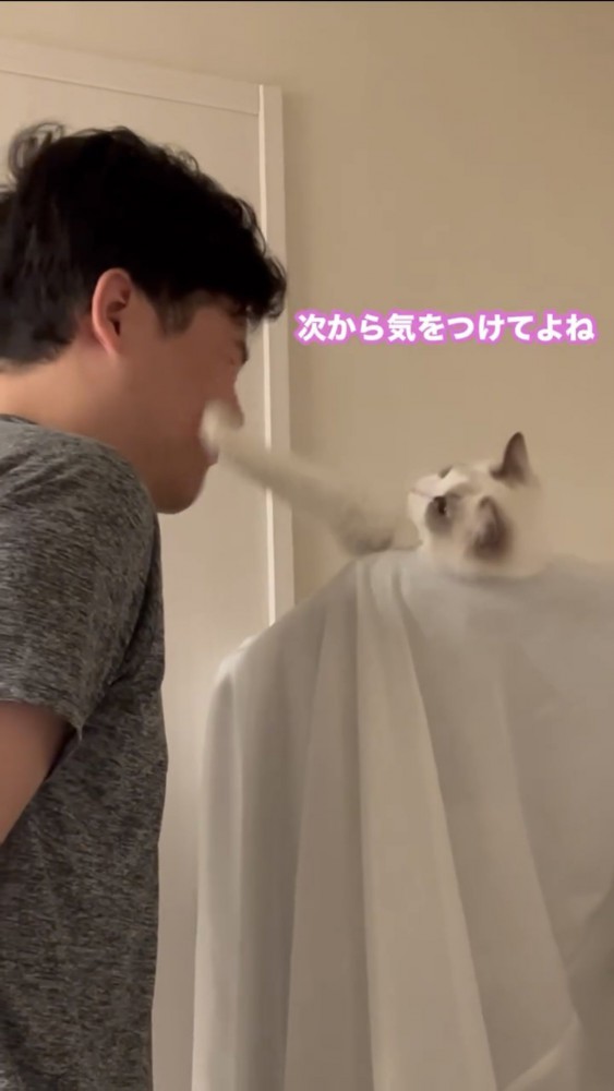 男性にパンチする猫