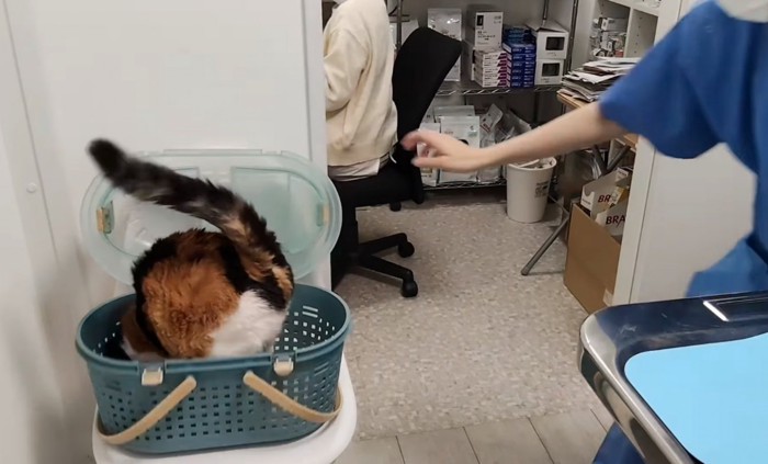 キャリーバッグの中へ