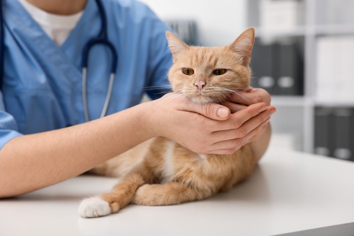台の上で獣医師に触診されている猫
