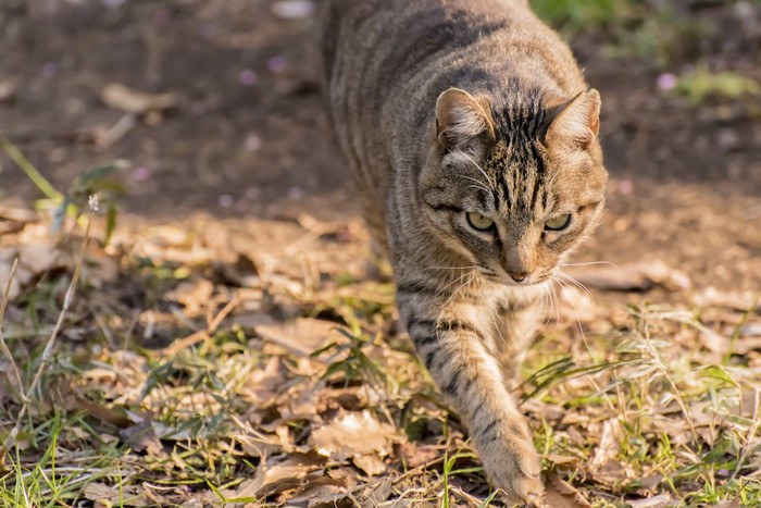 こちらに向かって歩いてくる野良猫