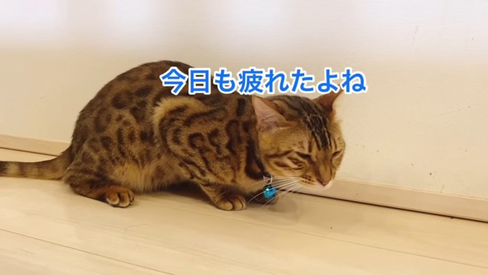 目を細めて座る猫