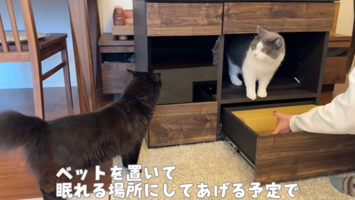 入る猫