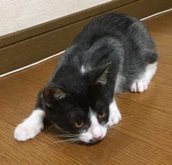 床の上で伏せている子猫