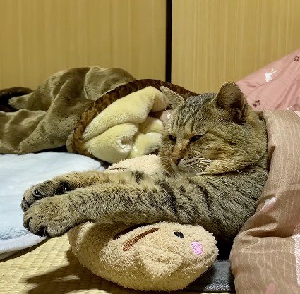 猫用枕に前足を乗せてこたつに入っている猫