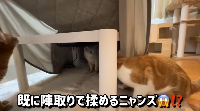 こたつの下でけんかを始める猫達