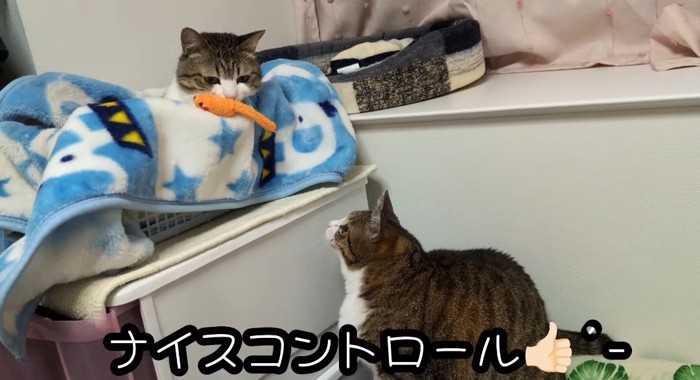 オモチャで遊ぶ猫