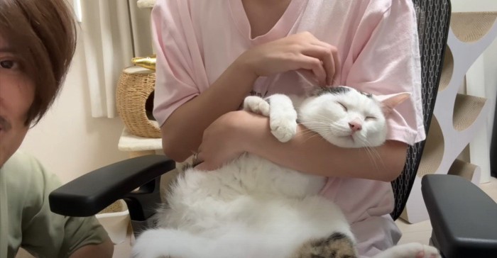 人の腕にあごを乗せて眠るトビキジ猫