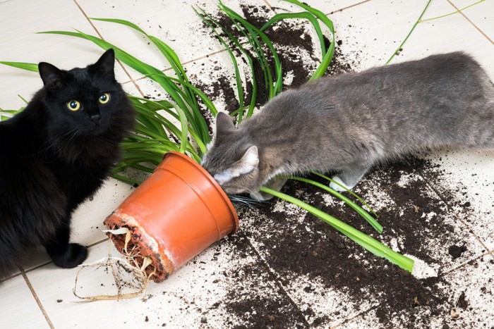 植木鉢を落とした猫