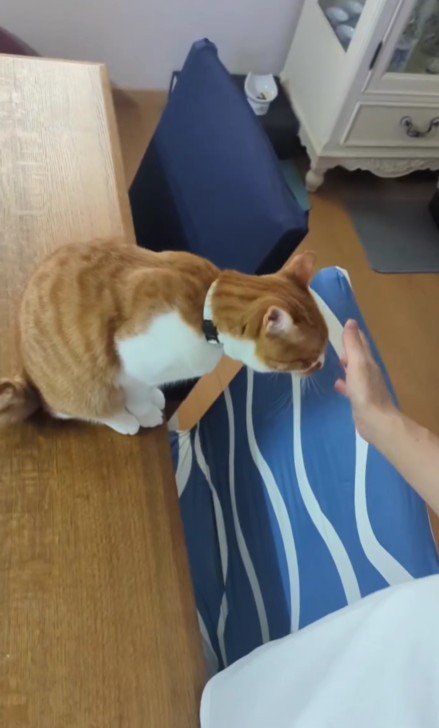 飼い主の手を見る猫