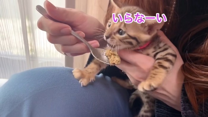 スプーンを前にした子猫