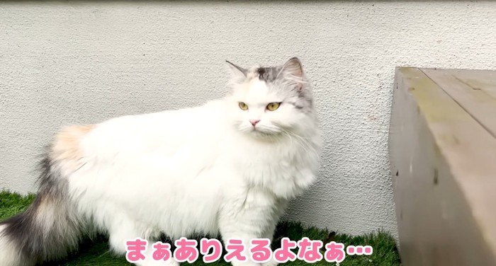 立ち止まる猫