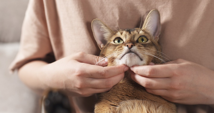 飼い主の膝の上で撫でられるアビシニアン