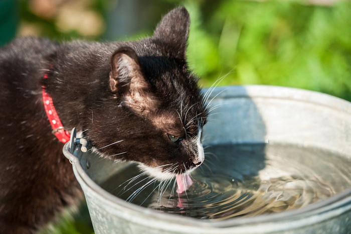 水を飲む猫