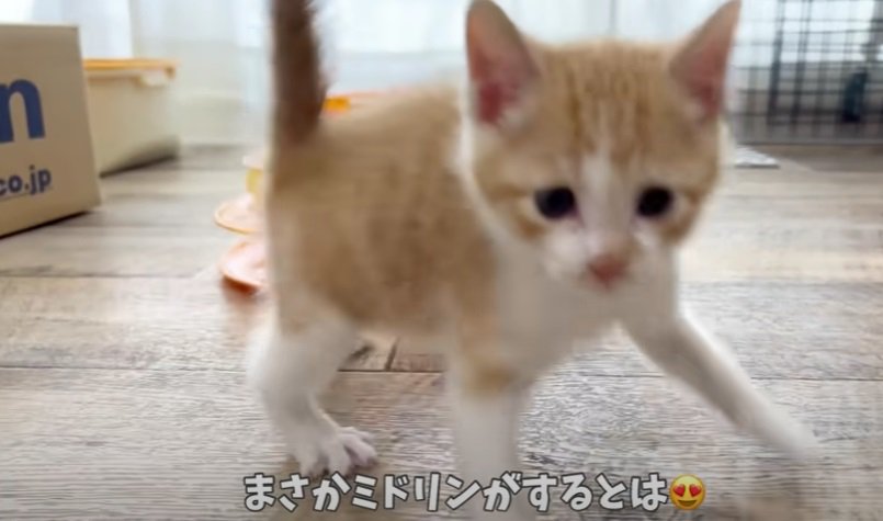 こちらに向かってくる子猫