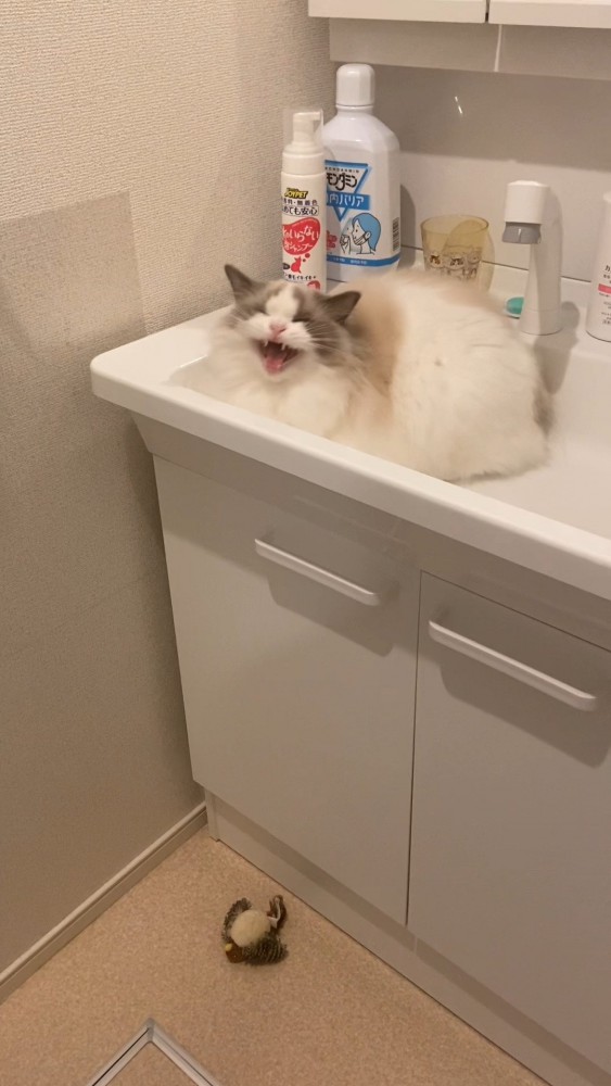 洗面台でお返事する猫さん