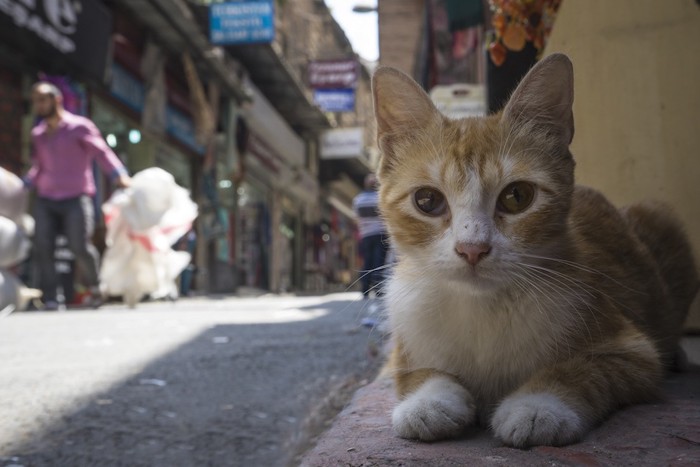 イスタンブールの猫