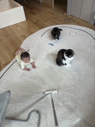 粘着クリーナーを見つめる猫と赤ちゃん