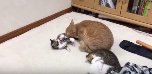 甘えん坊の子猫の毛繕い