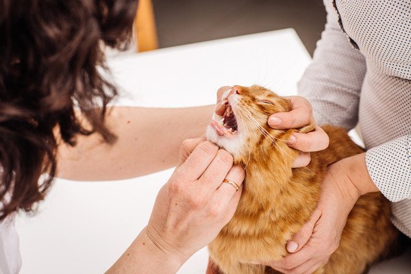 猫がカルパスを食べてしまった時の対処法