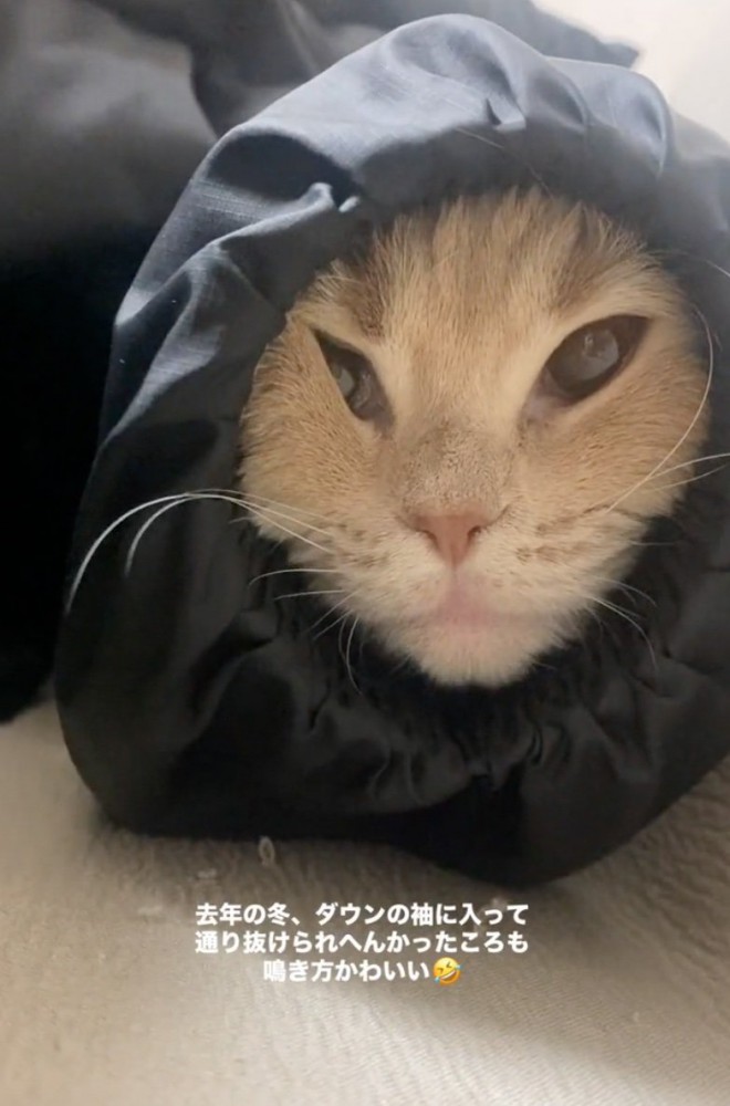 戸惑う猫