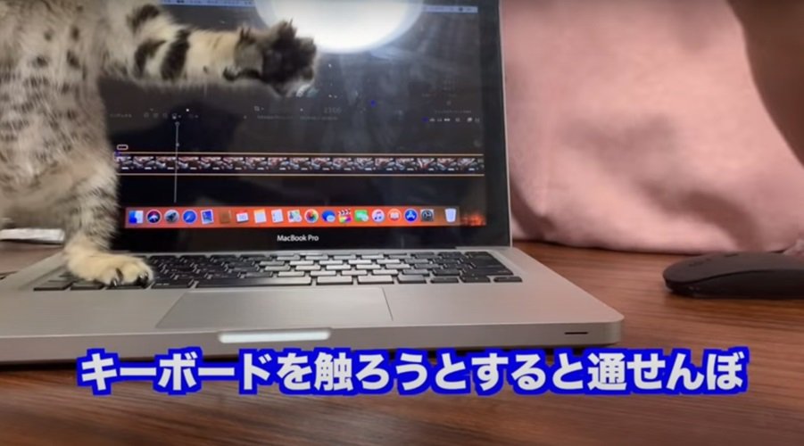 PCの上の子猫